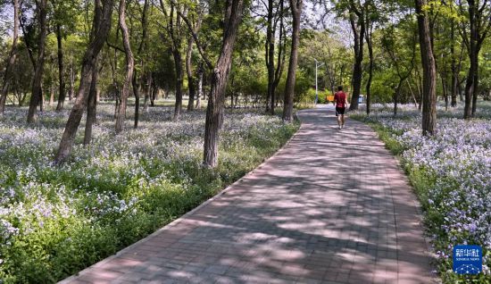 华宇娱乐平台：北京打造10万平方米“乡土地被”景观